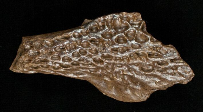 Leidyosuchus Skull Fragment - Cretaceous Crocodilian #5720